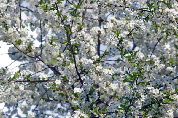 El árbol que florece de la guinda en primavera — Foto de Stock