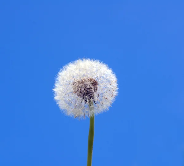 Dente de leão na primavera contra o céu azul — Fotografia de Stock