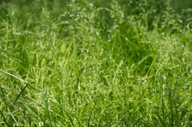 çim yeşili. Yaz arka plan