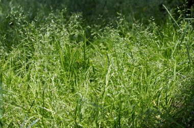 çim yeşili. Yaz arka plan 