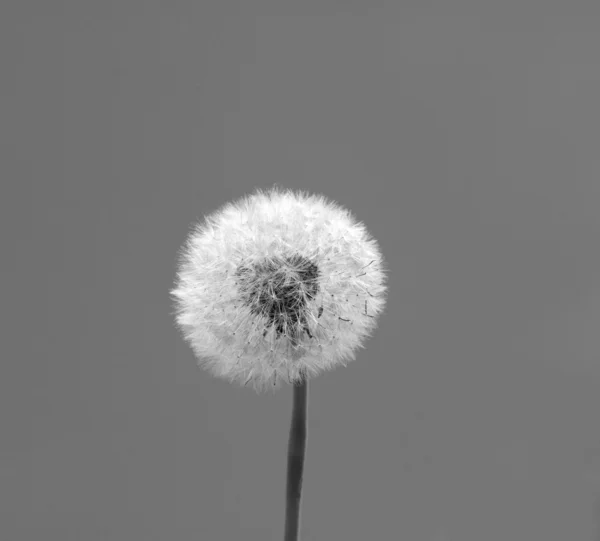 Pissenlit au printemps sur fond noir et blanc — Photo