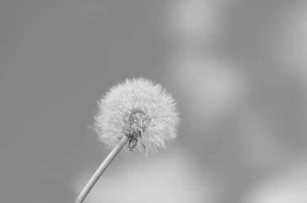 Dente de leão na primavera contra o fundo preto-e-branco — Fotografia de Stock