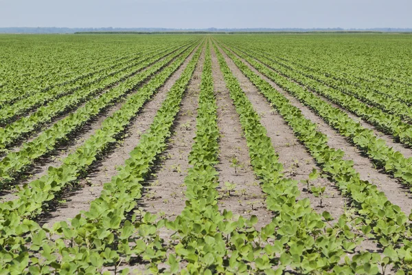 Field of Beans — Stock Photo, Image