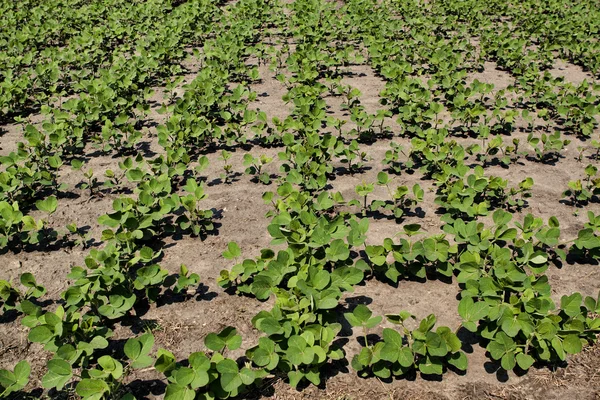 Young Bean Plants in a Field — Stock Photo, Image