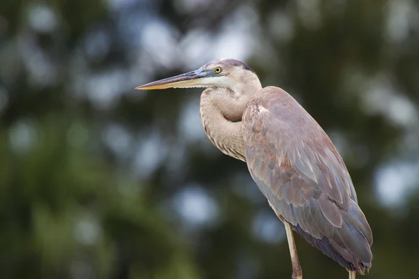 Great Blue Heron — Stock Photo, Image