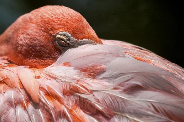 Flamingo uyku