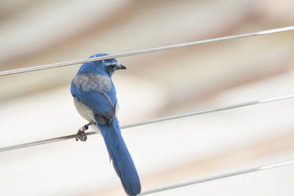 Florida Scrub Jay — Stock Photo, Image