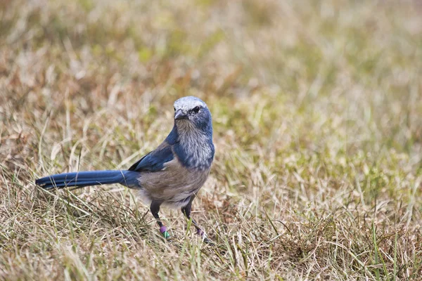 Florida Scrub Jay — Stock Photo, Image