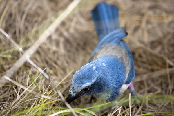 Florida Scrub Jay — Stock Photo, Image