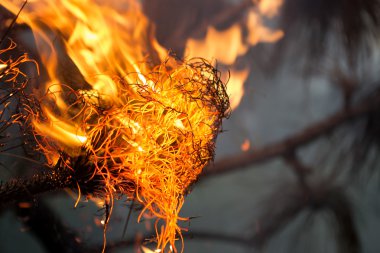 Dört Temmuz şenlik