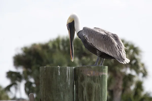Brown Pelican on a Piling — Stock Photo, Image