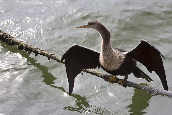 Американська anhinga (darter), сонячна — 스톡 사진