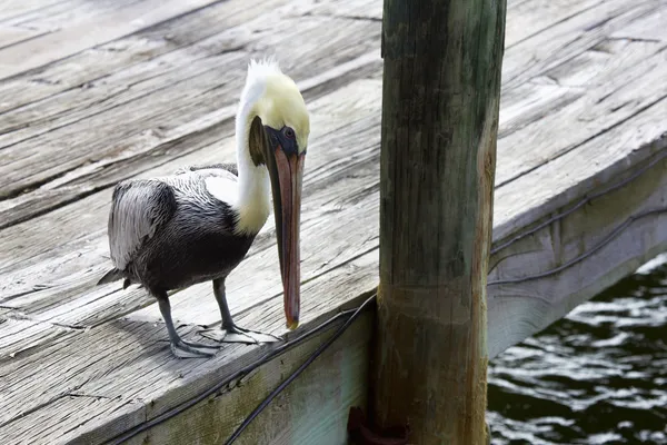 Brown Pelican on a Dock — Stock Photo, Image