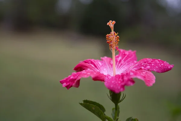 parlak pembe hibiscus çiçek