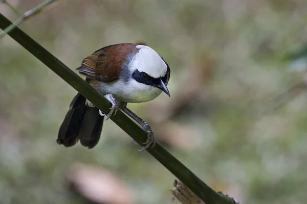 White-Crested Laughing Thrush — Stock Photo, Image