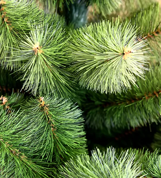 Albero di Natale — Foto Stock