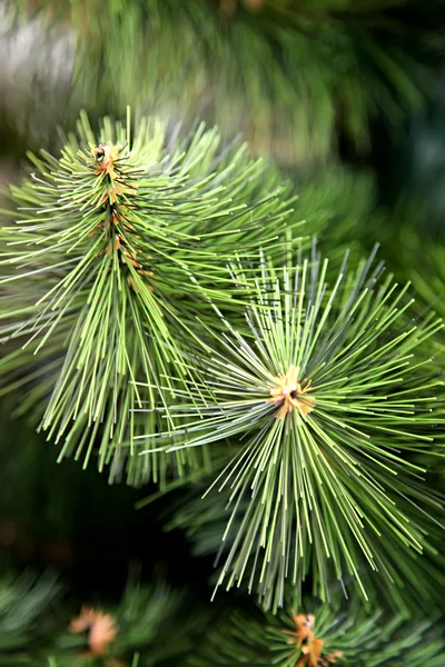 Julgran — Stockfoto