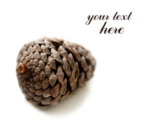 Pinecone Ordförande — Stockfoto