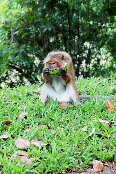 Singe mangeant pastèque sur l'herbe — Photo
