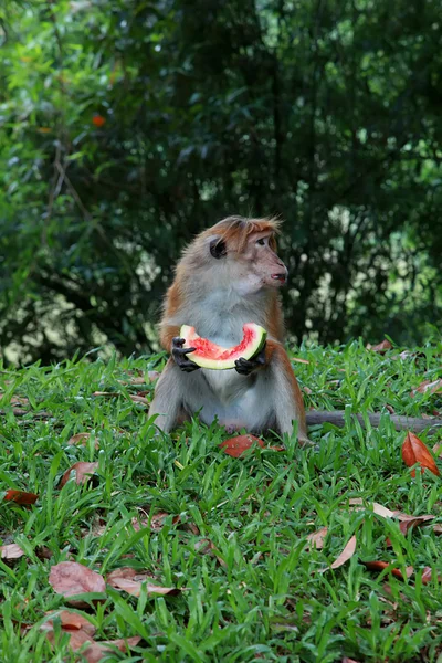 Macaco comendo melancia na grama — Fotografia de Stock