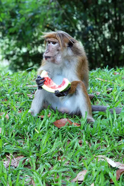 Macaco comendo melancia na grama — Fotografia de Stock