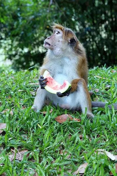 Macaco comendo melancia na grama — Fotografia de Stock