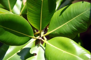 tropikal bitki bitki