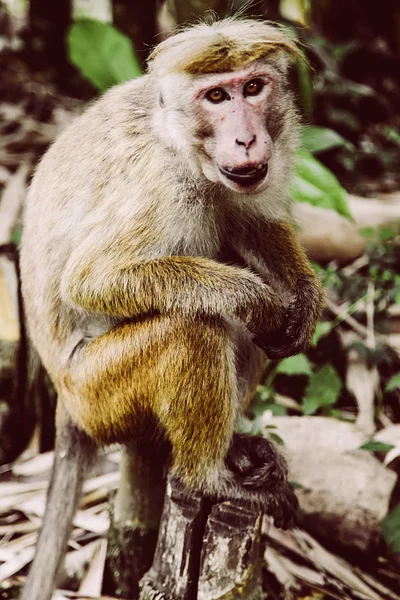 Μαϊμού σε φόντο πράσινο δάσος Εικόνα Αρχείου
