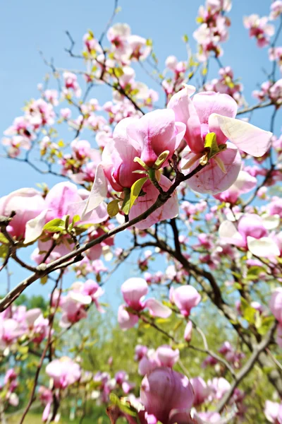 Květ magnolie strom — Stock fotografie