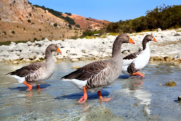 Geese at lake Kournas at island Crete, Greece. — Stock Photo, Image