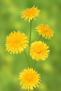 Dandelions üzerinde arka plan bulanık.