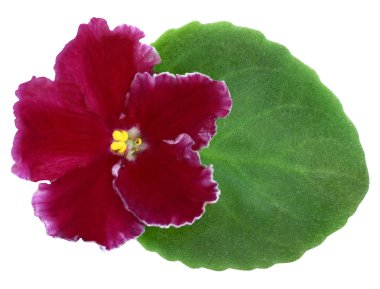 Violet ile yaprak yakın çekim