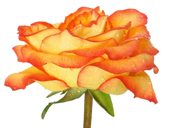 Flower of the rose isolated on white background — Stock Photo, Image
