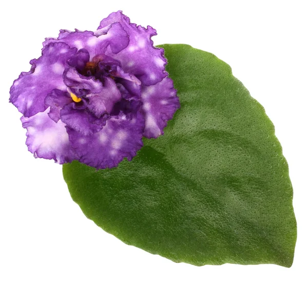 Flor violeta primer plano aislado sobre un fondo blanco . —  Fotos de Stock