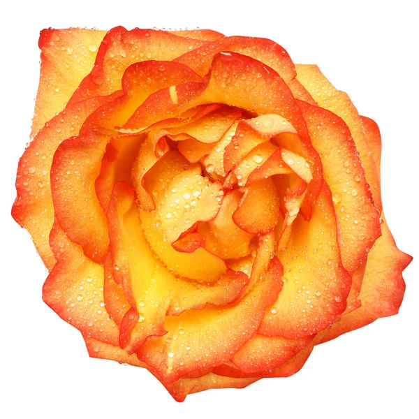 Flower rose top view isolated — Stock Photo, Image