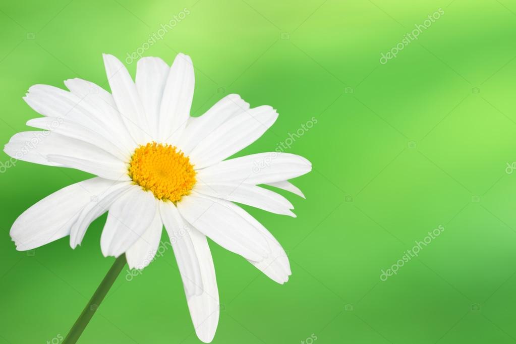 Chamomile flower a blurred background