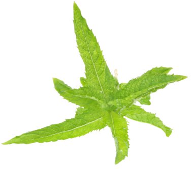 Nane fışkın izole kapatmak