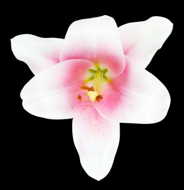 Zambak çiçeği kapatmak Üstten Görünüm