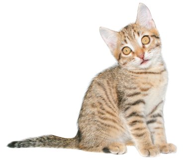 Yavru kedi