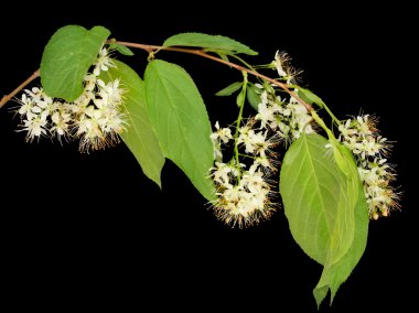 çiçek açması linden izole