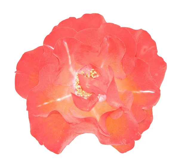 Flower of the rose top view isolated — Stock Photo, Image
