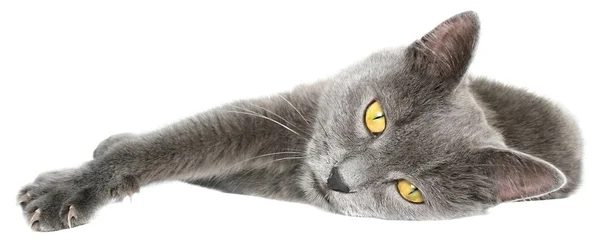 Gatto grigio — Foto Stock