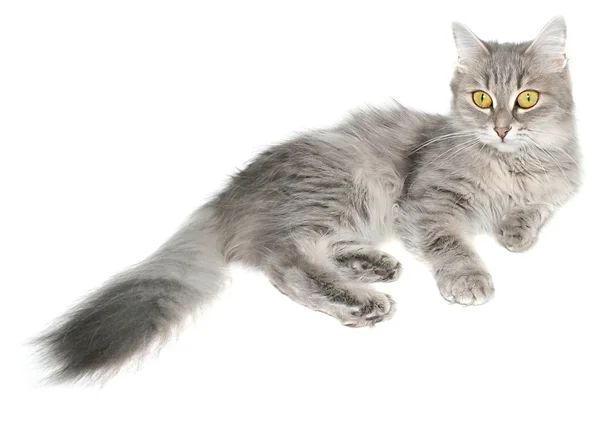 Striated кішка — стокове фото