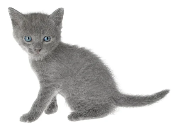 Small kitten sitting — Stock Photo, Image