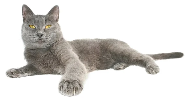Pose de chat gris — Photo