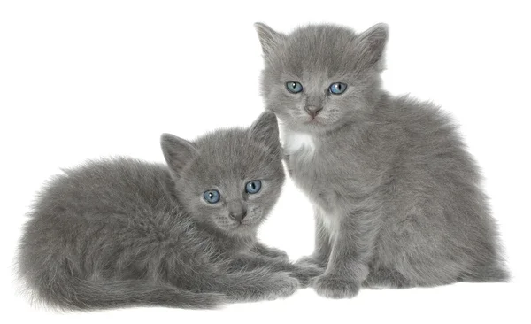 Twee kittens zitten — Stockfoto