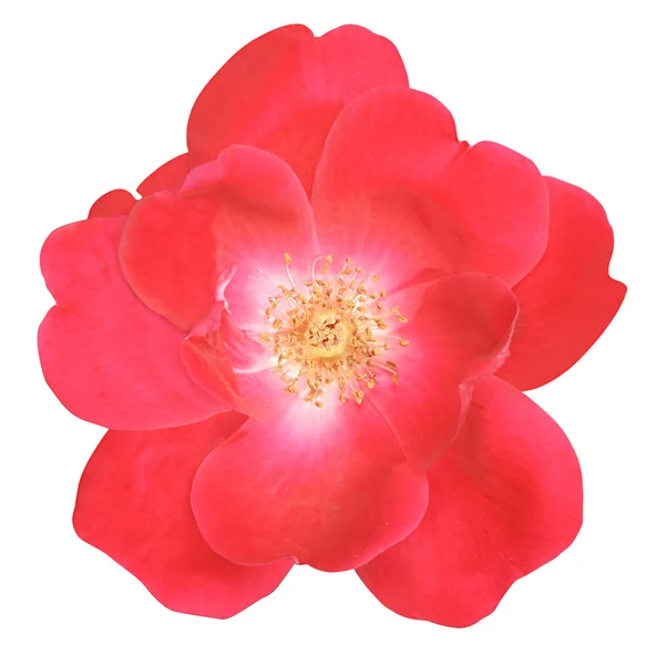 Flower of the rose — Stock Photo, Image