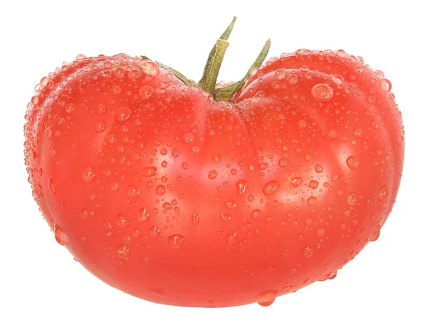 ウェット完全トマト — ストック写真