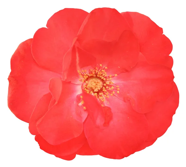 Flower of the rose top view isolated — Stock Photo, Image