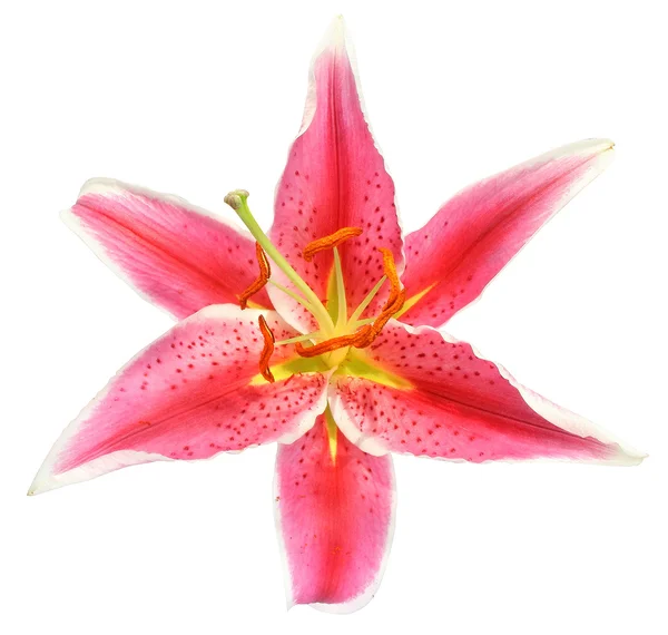 Izole lilyum çiçek — Stok fotoğraf